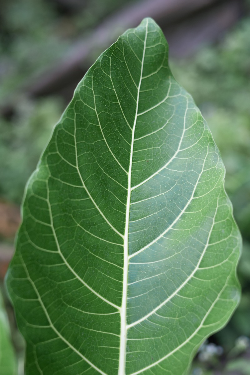 A Balinese lontar palm leaf prepared for writing in Bali
