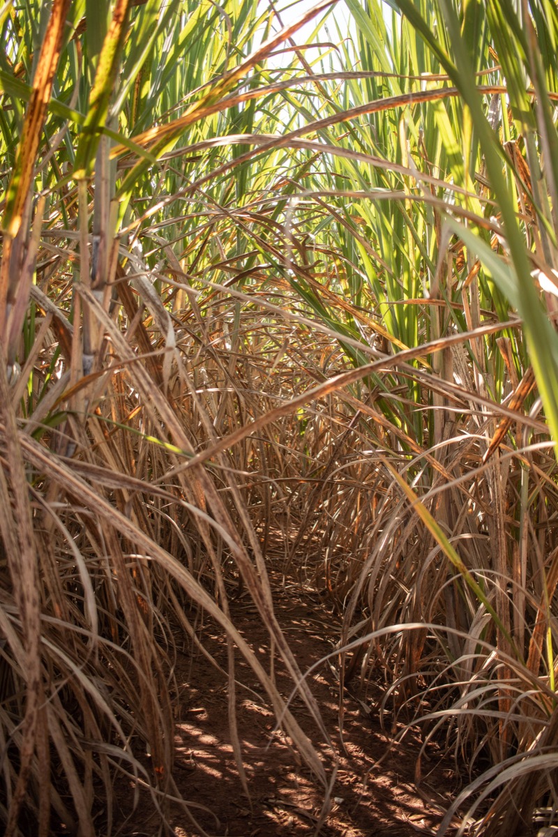 Students working with sugar cane during a science activity in Bali